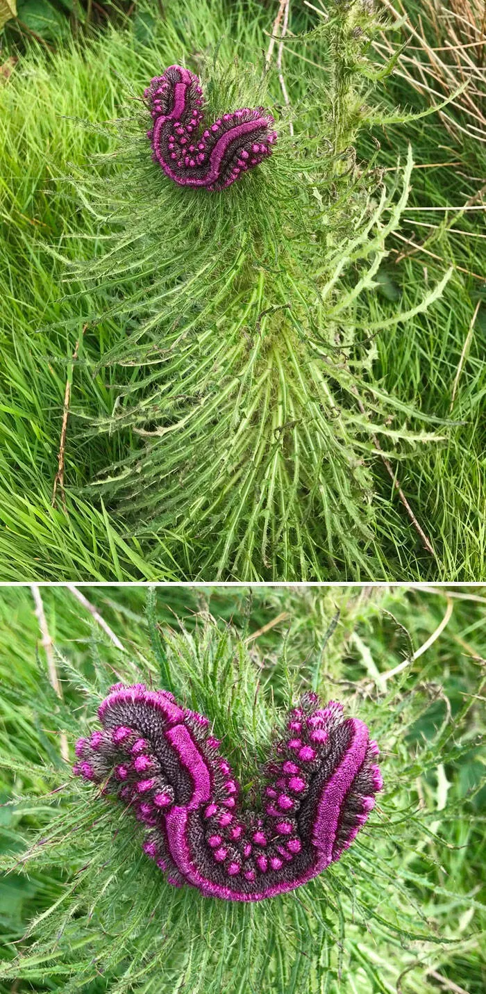 Merveilles florales devoiler levolution unique de la flore fasciee - #29 J'ai cru vivre une sorte d'épisode en voyant ce chardon extraordinaire à Benbecula hier