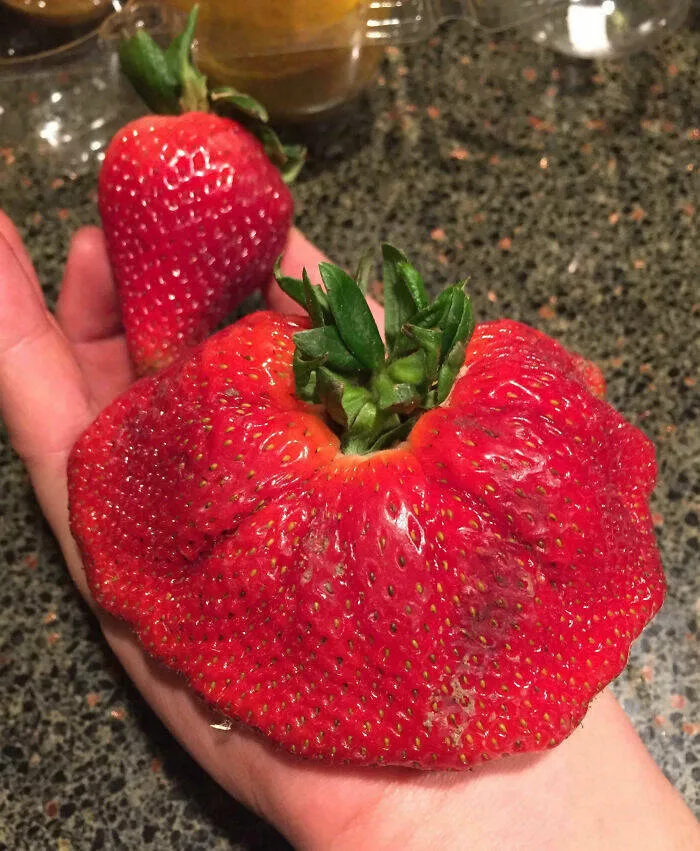 Floral wonders unveiling the unique evolution of fasciated flora - #3 Discovered This Unusually Shaped Strawberry