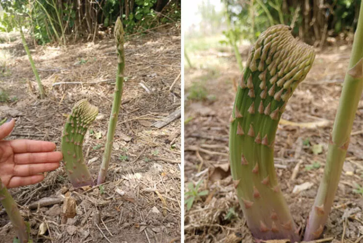 Floral wonders unveiling the unique evolution of fasciated flora - #30 Nature's Unusual Combination: The Hive Plant
