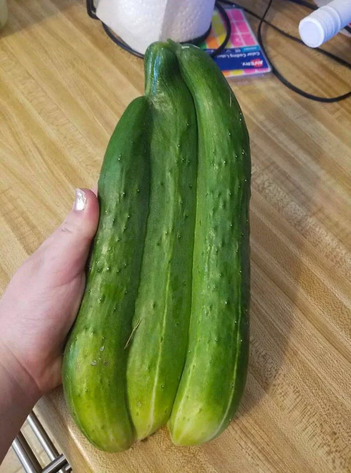 Floral wonders unveiling the unique evolution of fasciated flora - #31 My Friend Successfully Grew This Fasciated Cucumber