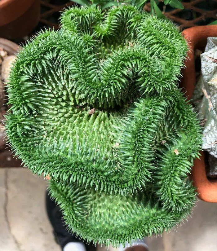 Floral wonders unveiling the unique evolution of fasciated flora - #32 Euphorbia Susannae Crest Thriving and Wrinkling