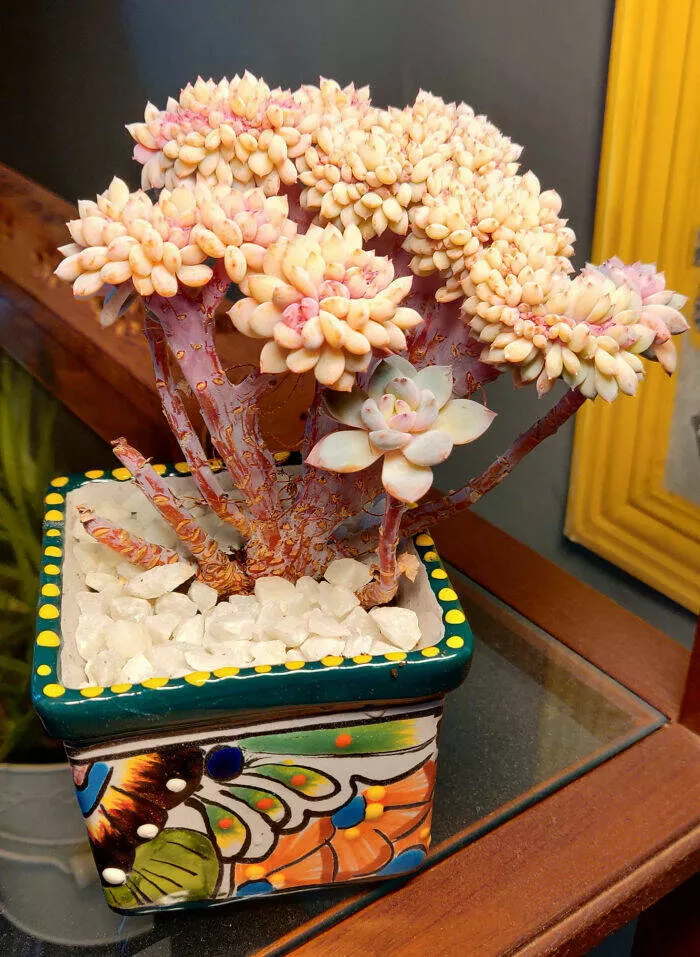 Merveilles florales devoiler levolution unique de la flore fasciee - #33 Ma favorite crêtée. Elle s'appelle Echeveria Lincoln Frost, je l'ai eue il y a deux ans et demi