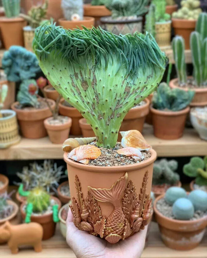 Merveilles florales devoiler levolution unique de la flore fasciee - #35 Je n'ai pas pu attendre que celle-ci s'acclimate complètement et prenne racine avant de la partager, elle est simplement parfaitement en forme de sirène