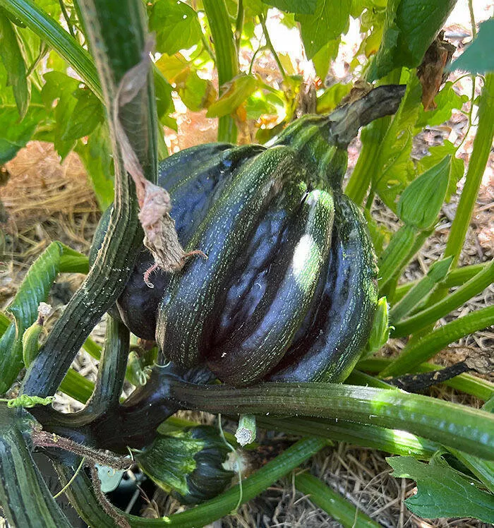 Merveilles florales devoiler levolution unique de la flore fasciee - #36 Que s'est-il passé avec cette courgette