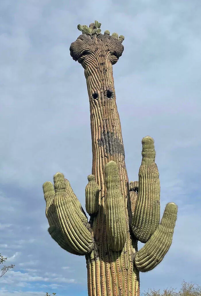 Merveilles florales devoiler levolution unique de la flore fasciee - #37 Saguaro crêté