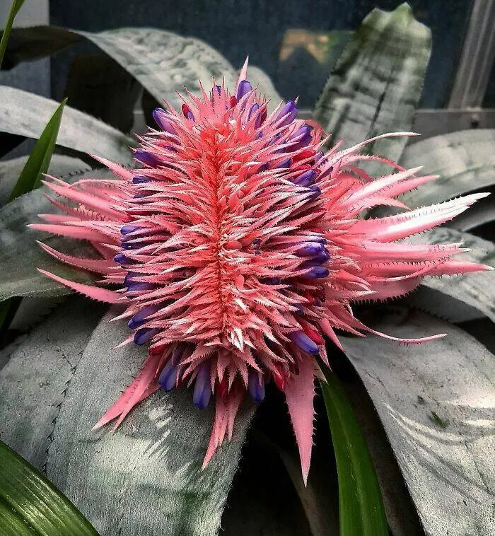 Merveilles florales devoiler levolution unique de la flore fasciee - #38 La fasciation est courante chez les plantes, mais une inflorescence de broméliacée est une première pour moi