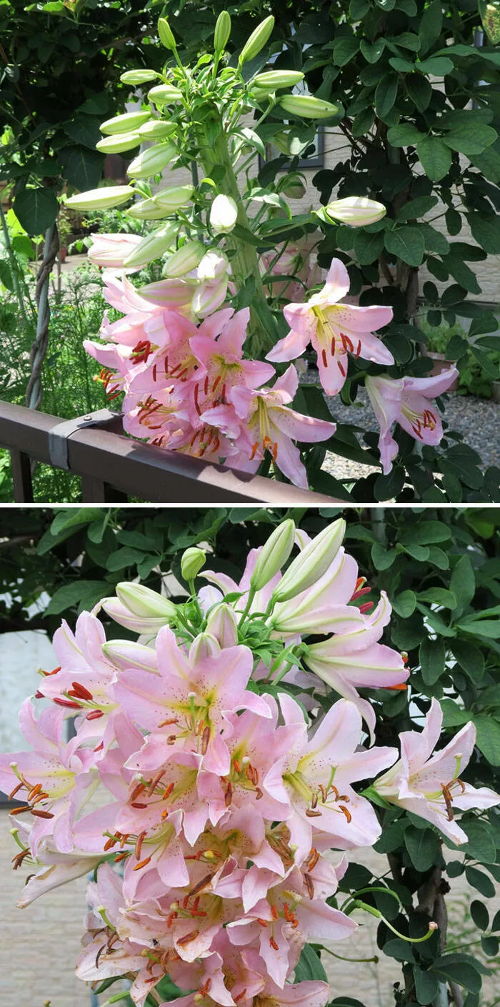 Merveilles florales devoiler levolution unique de la flore fasciee - #39 Elle fleurit ainsi depuis plus de 3 ans