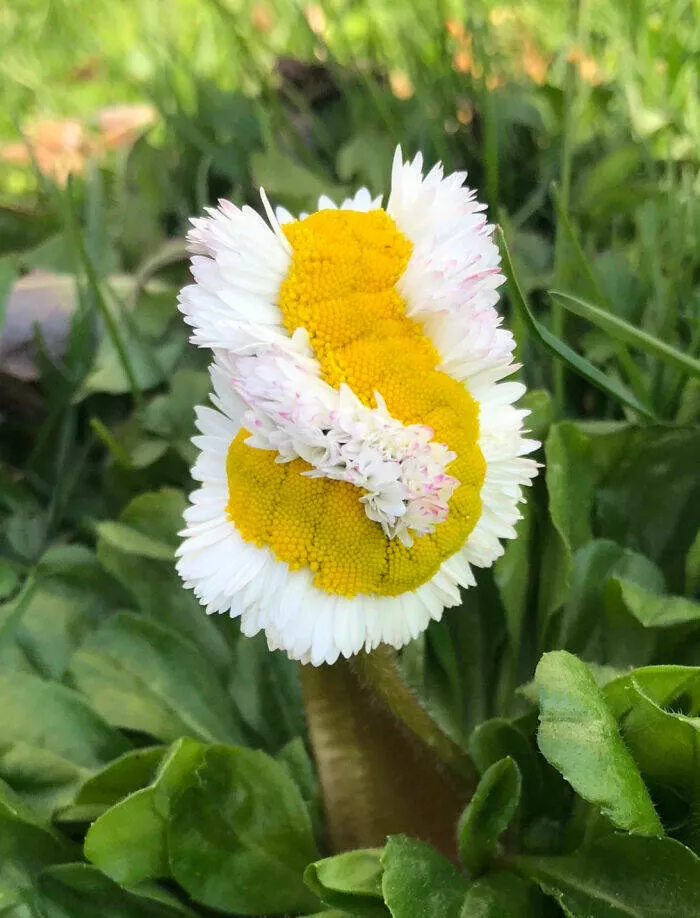 Floral wonders unveiling the unique evolution of fasciated flora - #4 An Illustration of Fasciation - A Rare Mutation Resulting in Beautiful and Unique Patterns. Daisies Are Particularly Prone to It