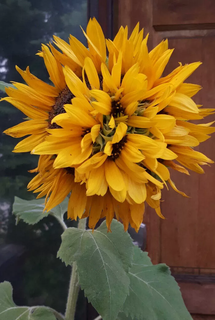 Merveilles florales devoiler levolution unique de la flore fasciee - #40 Mon tournesol mutant a fleuri