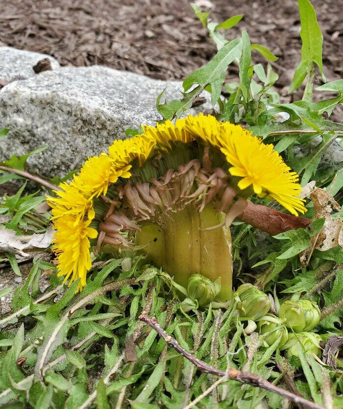 Merveilles florales devoiler levolution unique de la flore fasciee - #41 J'ai un pissenlit mutant avec 8 fleurs sur une seule tige