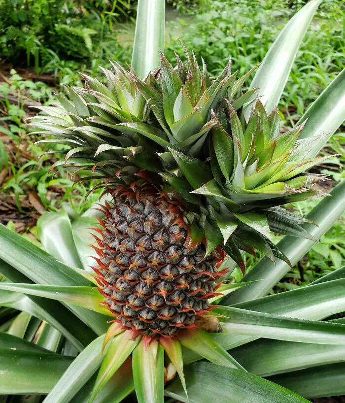 Merveilles florales devoiler levolution unique de la flore fasciee - #42 Beau ananas crêté qui pousse dans un jardin vietnamien
