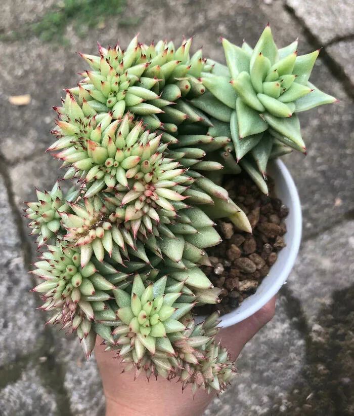 Merveilles florales devoiler levolution unique de la flore fasciee - #44 Agavoides crêtée