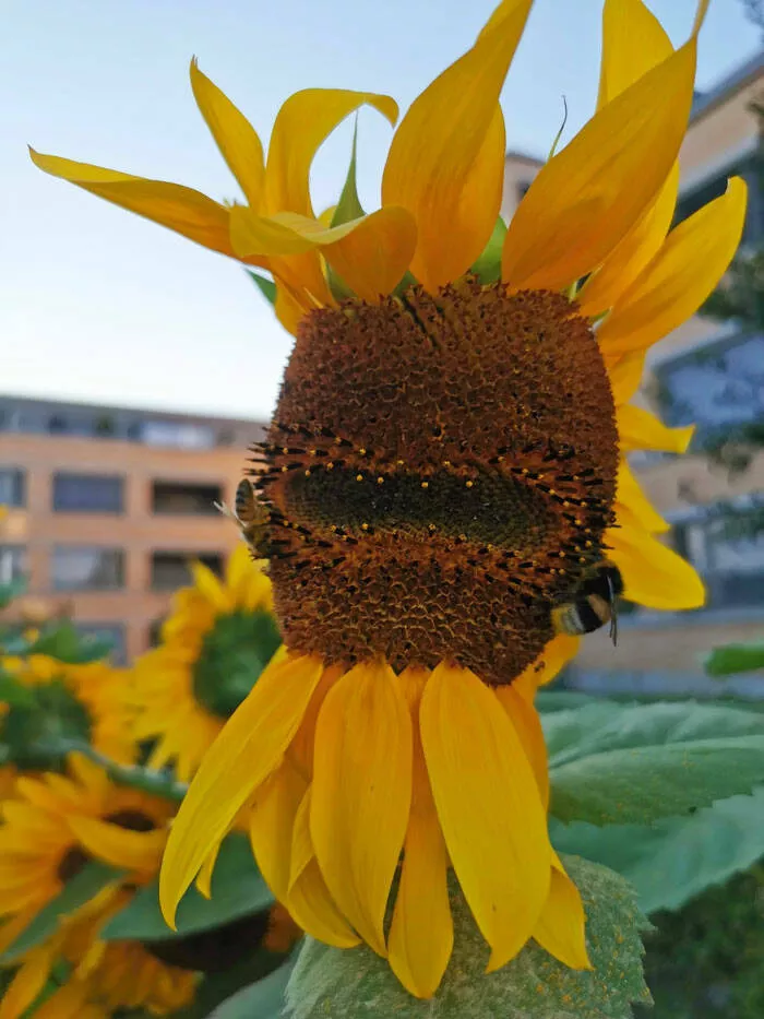 Merveilles florales devoiler levolution unique de la flore fasciee - #45 Rencontrez Sunny, mon pote mutant
