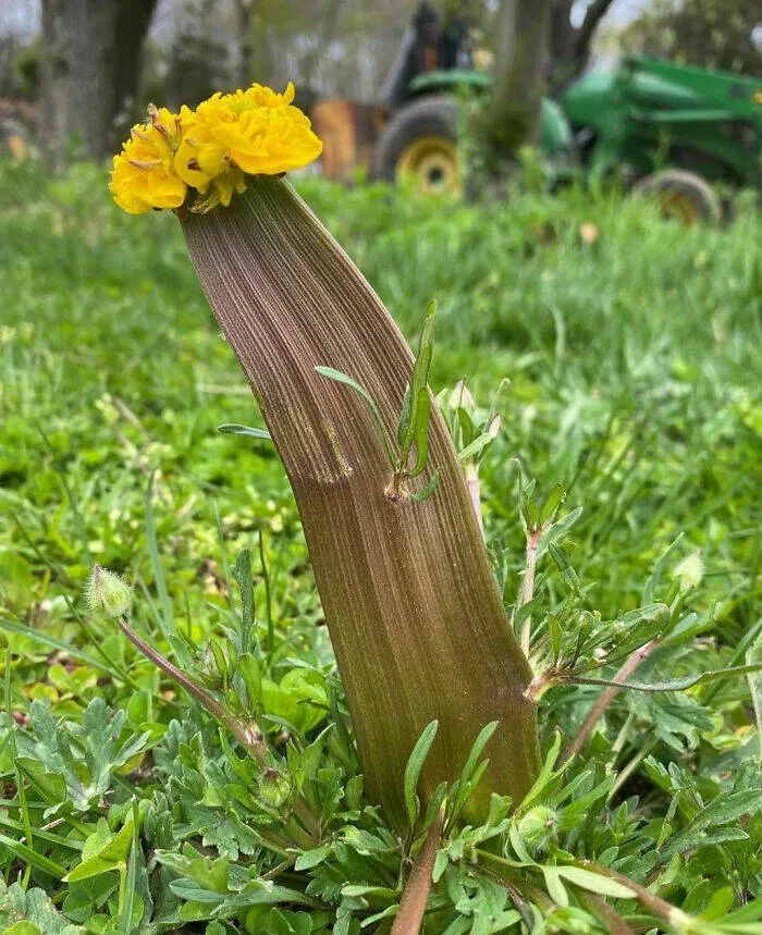 Merveilles florales devoiler levolution unique de la flore fasciee - #46 Ça, c'est un bouton d'or.