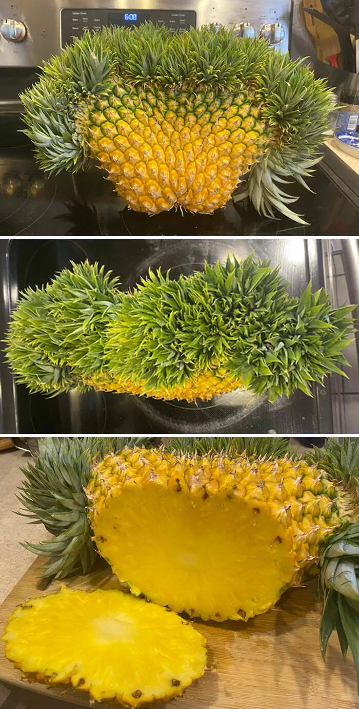 Merveilles florales devoiler levolution unique de la flore fasciee - #5 Elle A Aussi un Bon Goût