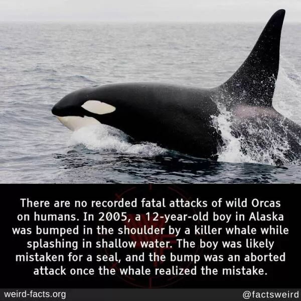 Curiosities unleashed unearth the strangest weird facts about our world - #16 