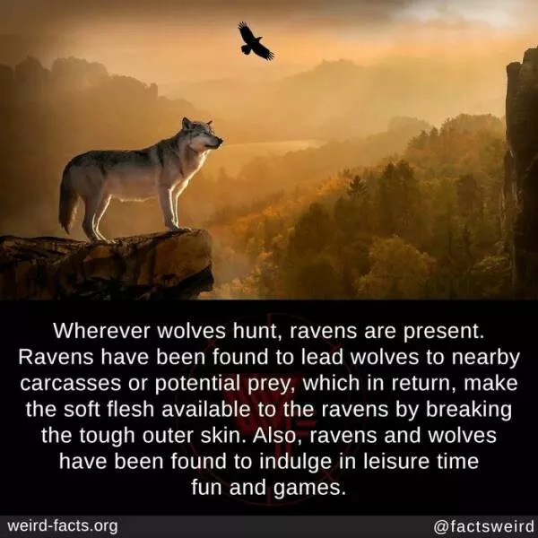Curiosities unleashed unearth the strangest weird facts about our world - #3 