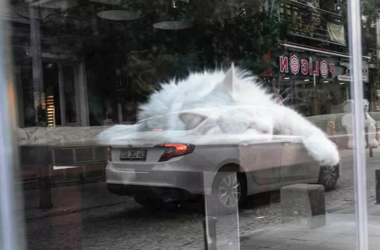 Urban elegance street serendipity in captivating photographs where timing steals the show - #11 