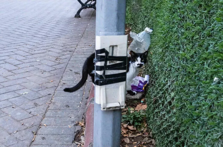 Urban elegance street serendipity in captivating photographs where timing steals the show - #14 