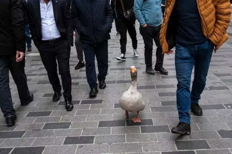 Urban elegance street serendipity in captivating photographs where timing steals the show - #19 