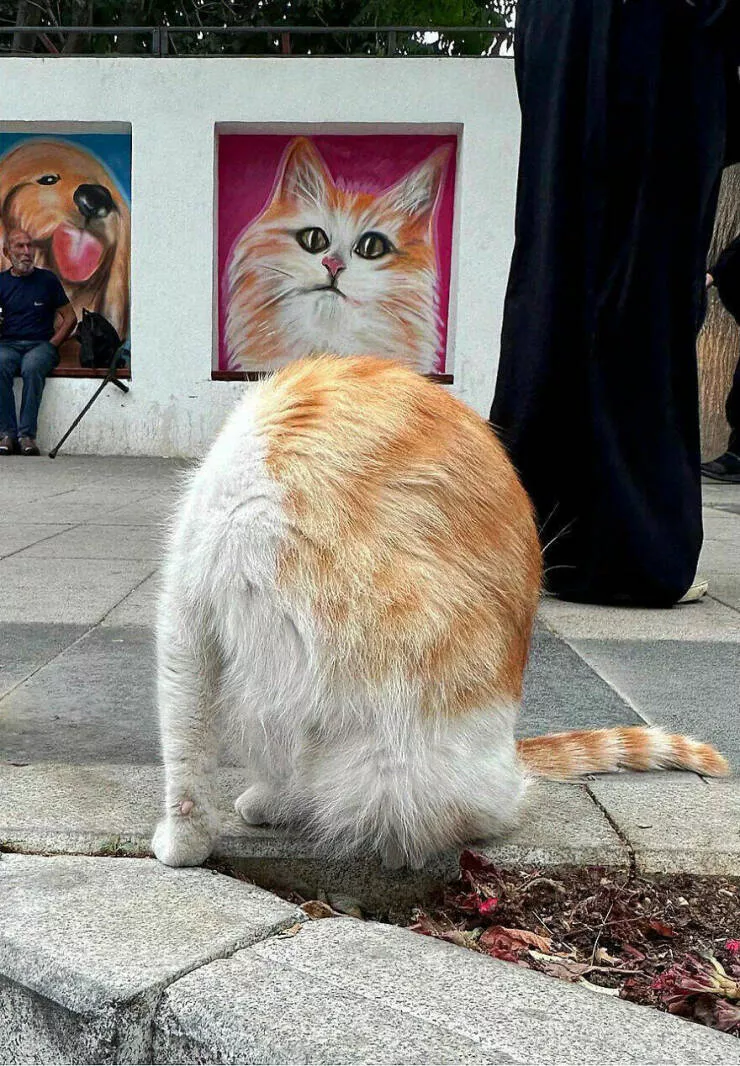 Urban elegance street serendipity in captivating photographs where timing steals the show - #2 