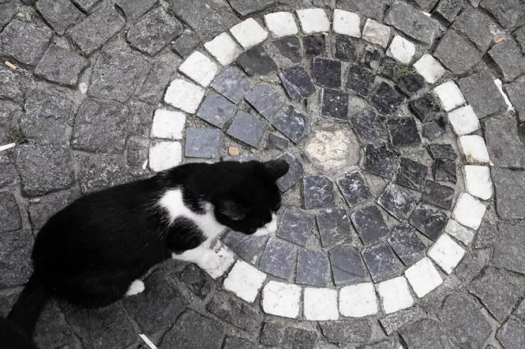 Urban elegance street serendipity in captivating photographs where timing steals the show - #21 