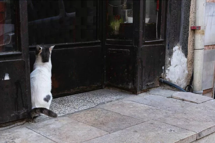 Urban elegance street serendipity in captivating photographs where timing steals the show - #41 