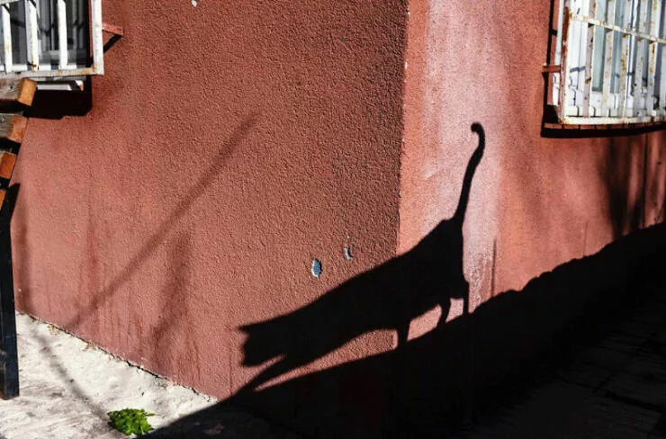 Urban elegance street serendipity in captivating photographs where timing steals the show - #49 