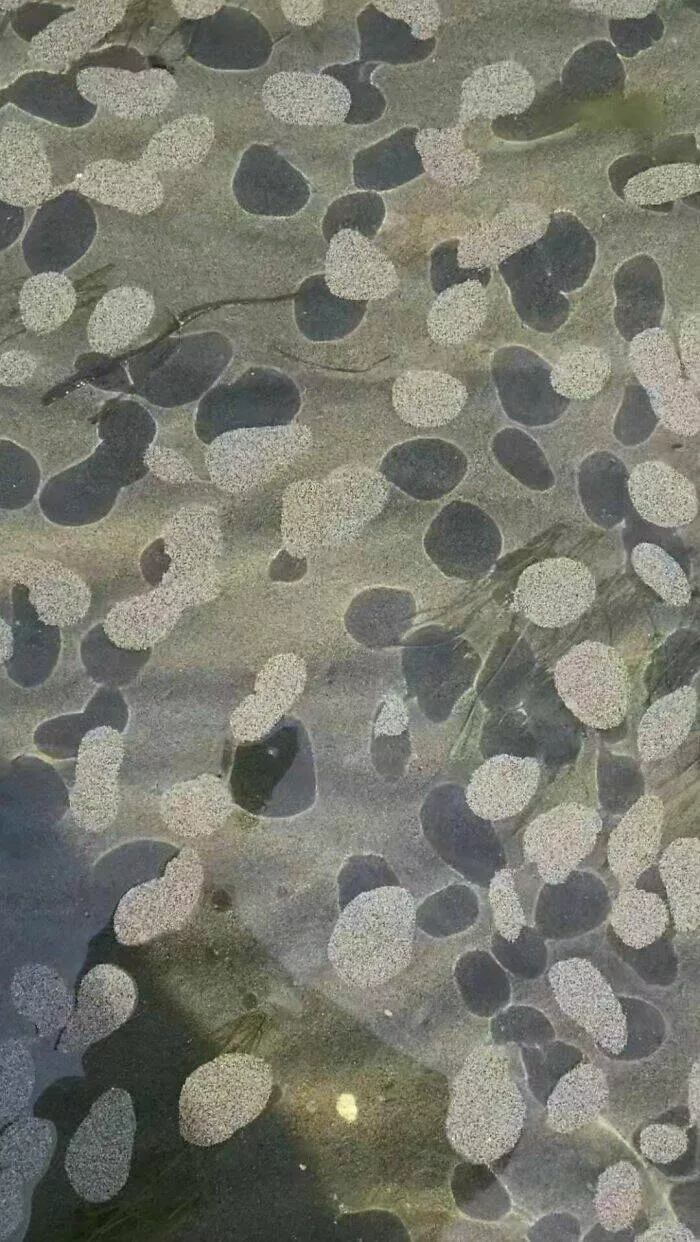 Enigmes deconcertantes revelation des objets mysterieux qui ont mis tout le monde perplexe - #1 Des plaques de sable flottent à la surface de l'eau près du rivage, chaque plaque mesurant environ 4 à 10 cm de diamètre