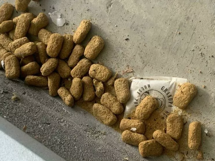 Enigmes deconcertantes revelation des objets mysterieux qui ont mis tout le monde perplexe - #24 Pastilles avec une substance poudreuse les recouvrant, trouvées sur le sol d'un garage qui n'avait pas été ouvert depuis quelques mois, chaque pastille étant un peu plus grande qu'une croquette