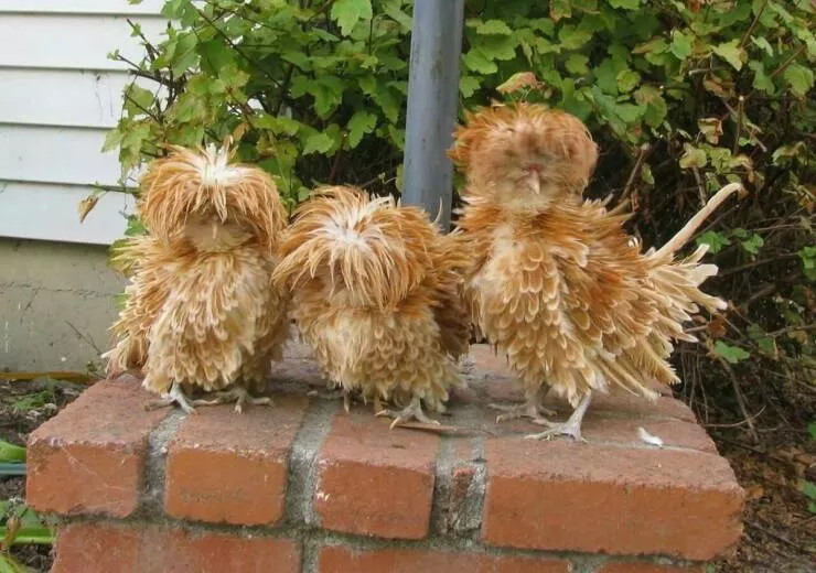 Picdump 816 - #42 