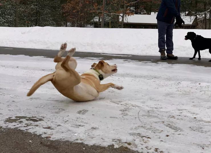 Unveiling impending turmoil photos capturing disaster on the horizon - #18 Caught my puppy just as he discovered why he shouldn't run on ice to reach his best friend.