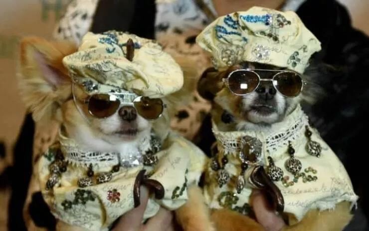 Picdump 825 - #36 