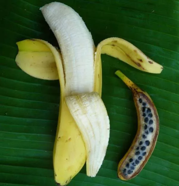 Merveilles visuelles eblouissantes des images vraiment fascinantes - #10 This is what a modern-day banana looks like next to a wild, pre-domesticated banana that used to be much more prevalent Merveilles visuelles eblouissantes des images vraiment fascinantes - #10 This is what a modern-day banana looks like next to a wild, pre-domesticated banana that used to be much more prevalent