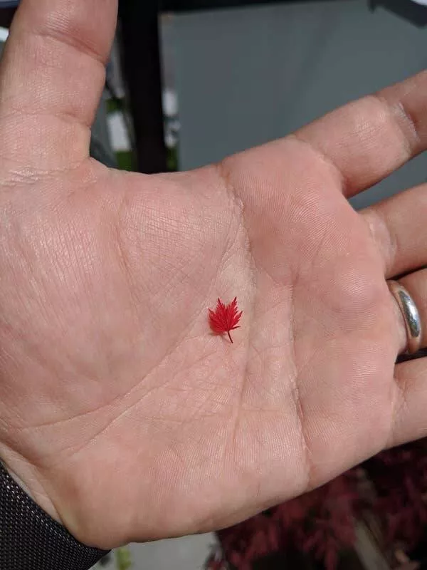 Merveilles visuelles eblouissantes des images vraiment fascinantes - #6 Maple leaves? MAPLE LEAVES? Oh yeah, they can be very, very tiny Merveilles visuelles eblouissantes des images vraiment fascinantes - #6 Maple leaves? MAPLE LEAVES? Oh yeah, they can be very, very tiny