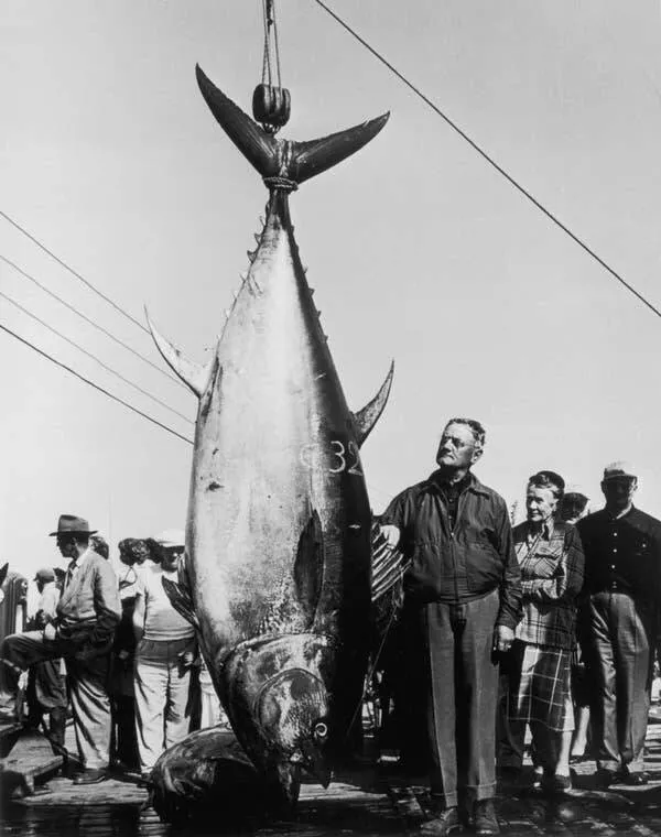 Merveilles visuelles eblouissantes des images vraiment fascinantes - #7 While we're talking about big things, here's a fisherman with a giant tuna he caught off the coast of Nova Scotia Merveilles visuelles eblouissantes des images vraiment fascinantes - #7 While we're talking about big things, here's a fisherman with a giant tuna he caught off the coast of Nova Scotia
