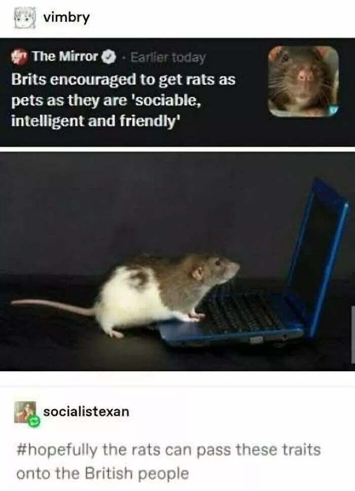 British humor unveiled memes celebrating the best of british wit - #24 