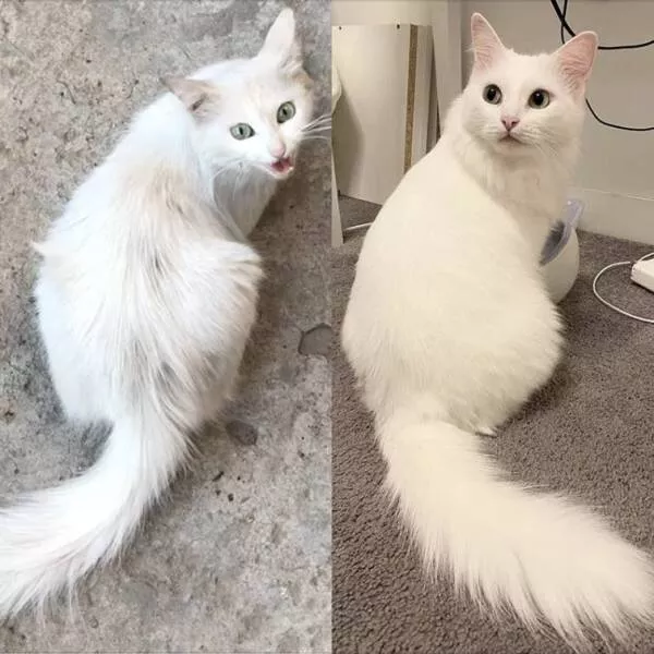Transformations visuelles captivantes avant apres en images - #30 Un chat avant et après avoir été sauvé de la rue :