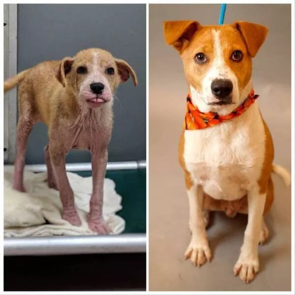 Transformations visuelles captivantes avant apres en images - #31 Et Bubbles, un Labrador Retriever négligé avec une affection cutanée avant et après son admission dans un refuge et avoir reçu de l'amour et des soins :