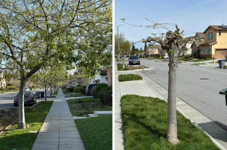 Annoying encounters moments that playfully aggravate - #11 How my neighbors trim the city-owned street trees in front of their houses.