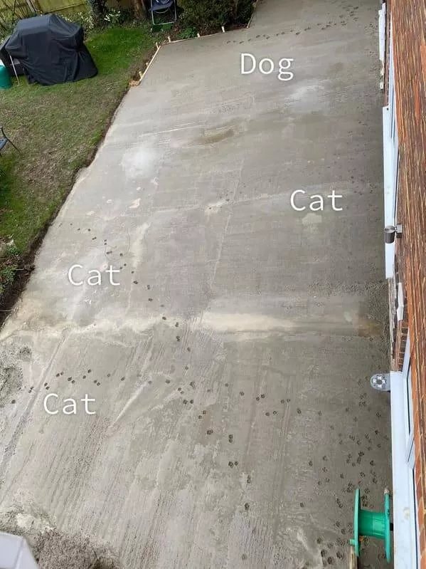 Situation legerement irritante des moments qui chatouillent la frustration - #13 Du béton frais coulé il y a seulement dix minutes, et mon partenaire a décidé de laisser sortir tous les animaux de compagnie sans surveillance. Ils ont immédiatement inspecté le travail.