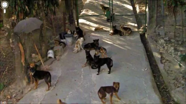 Scenes wtf capturees sur google street view - #13 