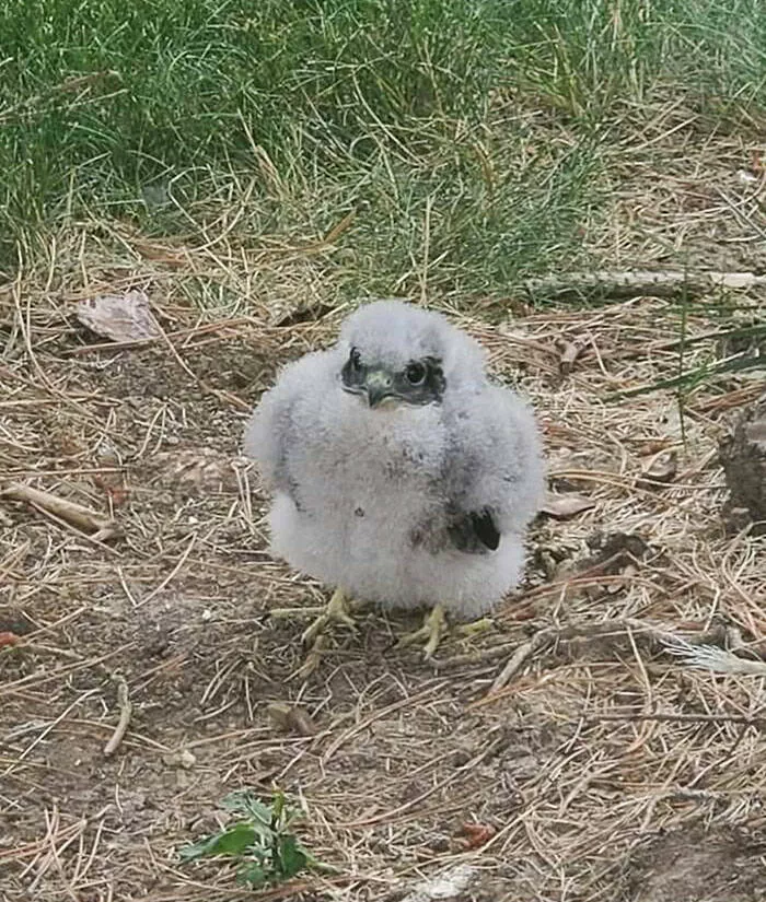 Decouvertes insolites images curieuses sous des perspectives inhabituelles - #10 La découverte d'un faucon pèlerin rare et en danger dans le jardin, réuni avec sa famille par la Commission de la faune