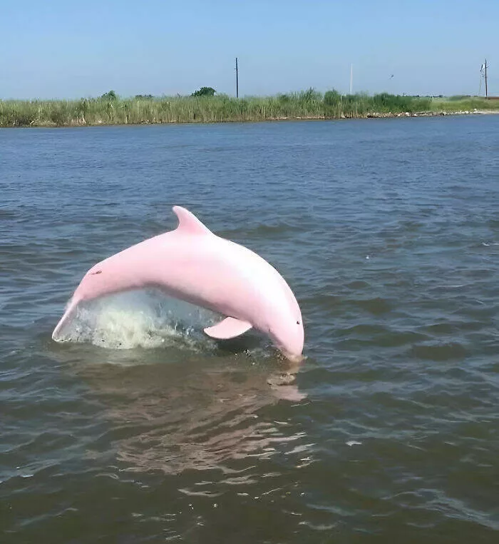 Decouvertes insolites images curieuses sous des perspectives inhabituelles - #11 Repérage d'un dauphin dans le lac Calcasieu, Louisiane