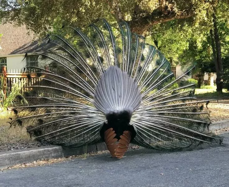 Decouvertes insolites images curieuses sous des perspectives inhabituelles - #24 