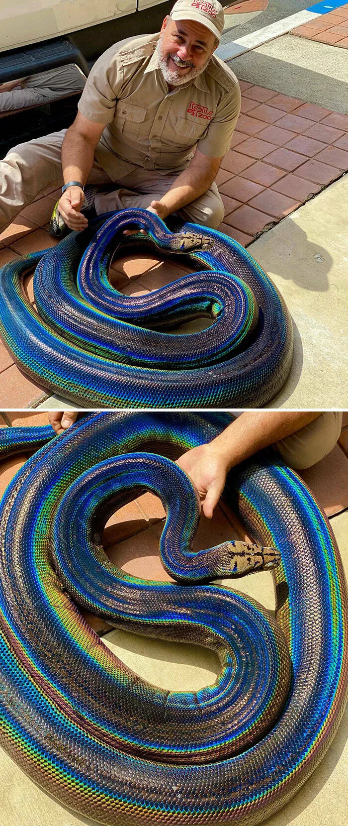 Decouvertes insolites images curieuses sous des perspectives inhabituelles - #4 Un python coloré et rare