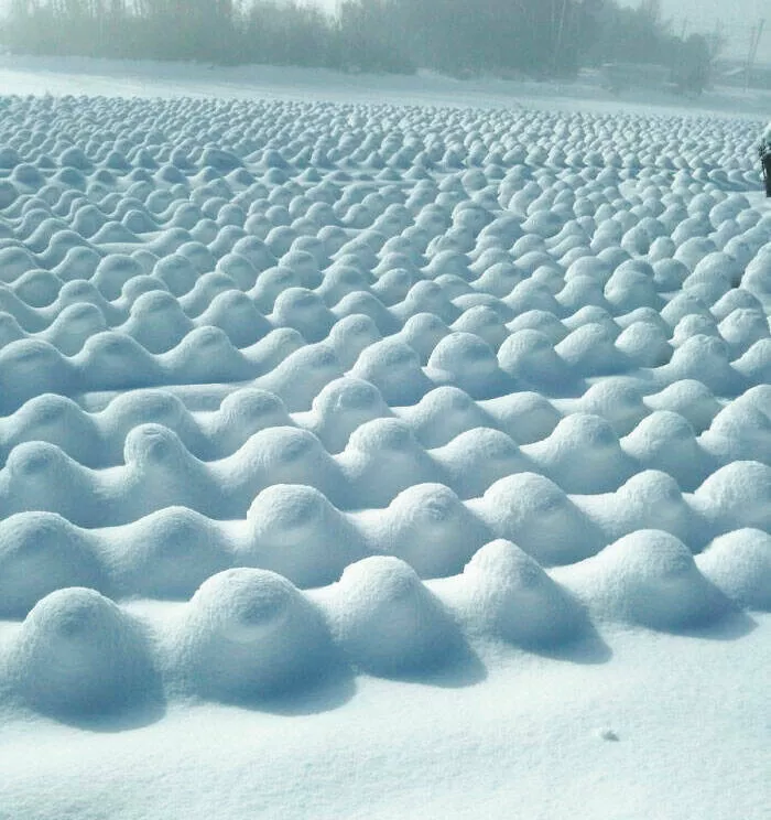 Decouvertes insolites images curieuses sous des perspectives inhabituelles - #6 Une chute de neige sur un champ de choux