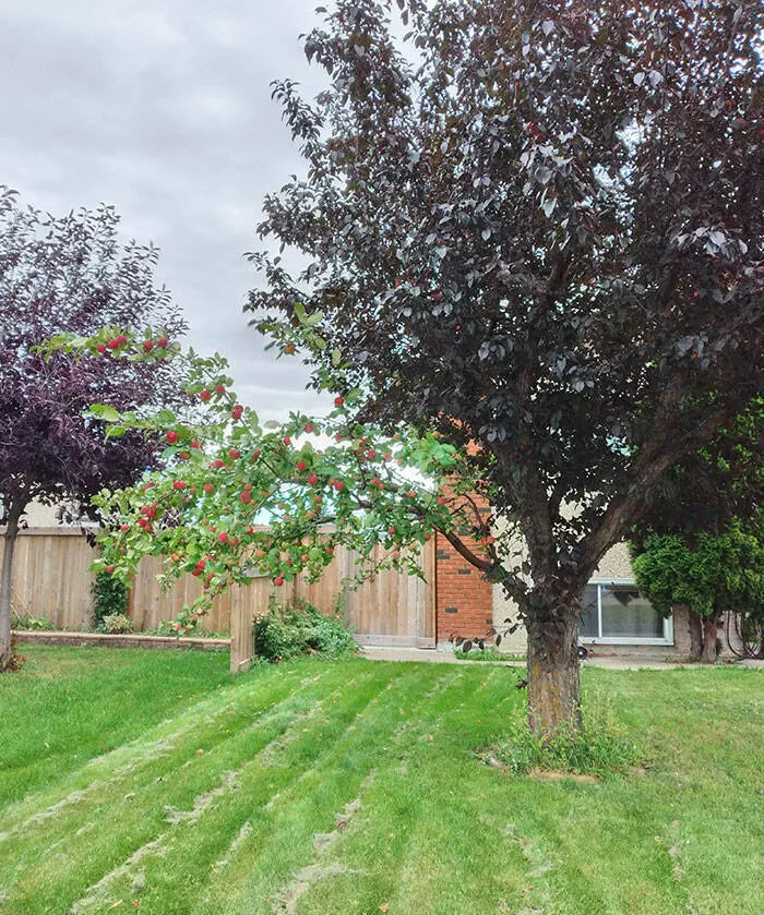 Decouvertes insolites images curieuses sous des perspectives inhabituelles - #8 Un arbre dans mon quartier avec une branche d'un pommier au milieu du feuillage normal