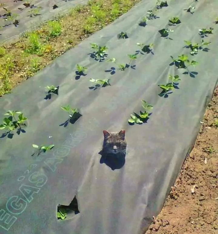 Picdump 835 - #5 