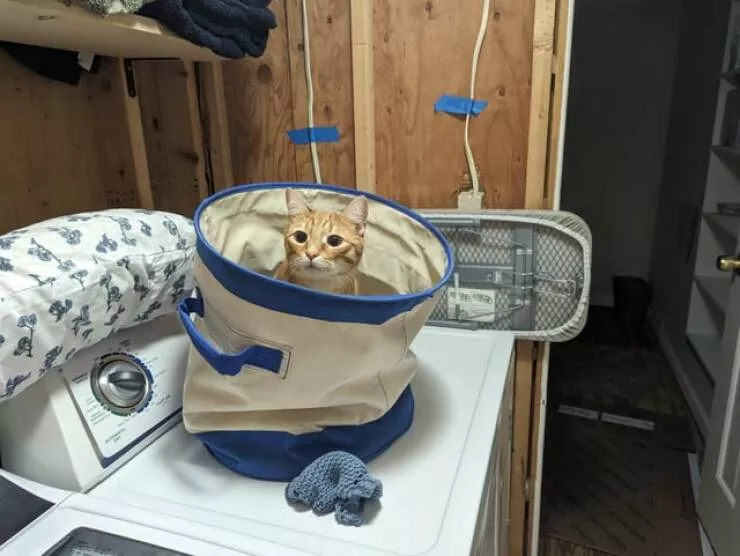 Tresors eprouves par le temps objets durables qui resistent a lepreuve du temps - #35 Ma mère a acheté ce panier à linge pour moi quand j'étais en 3e année. J'ai maintenant 28 ans et je l'utilise toujours, et mon fils aime aussi y jouer. Tresors eprouves par le temps objets durables qui resistent a lepreuve du temps - #35 Ma mère a acheté ce panier à linge pour moi quand j'étais en 3e année. J'ai maintenant 28 ans et je l'utilise toujours, et mon fils aime aussi y jouer.
